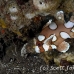 sweetlips_spotted_many_ts_bb_si_h_0144_kom0681.jpg